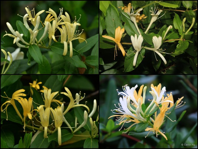 Lonicera (Chamaecerasus) japonica•&copy; Cerlin Ng•All Rights Reserved