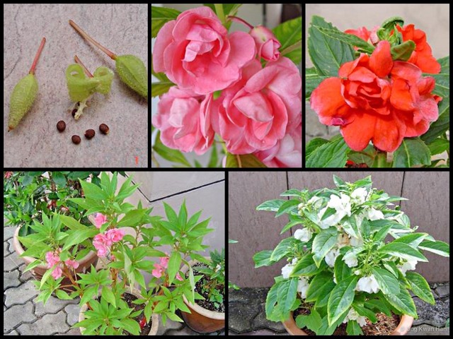 Impatiens (Impatiens) balsamina•&copy; Ong Kwan Han•All Rights Reserved