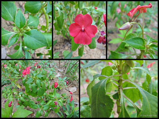 Impatiens (Impatiens) walleriana•&copy; Ong Kwan Han•All Rights Reserved