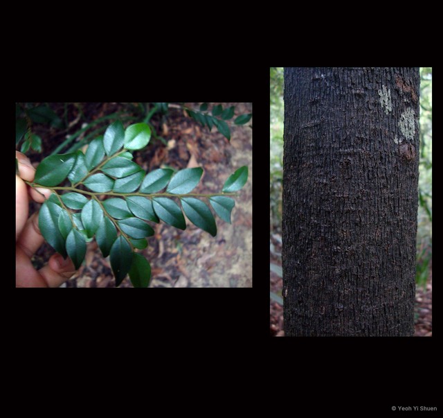 Diospyros buxifolia•&copy; Yeoh Yi Shuen•All Rights Reserved