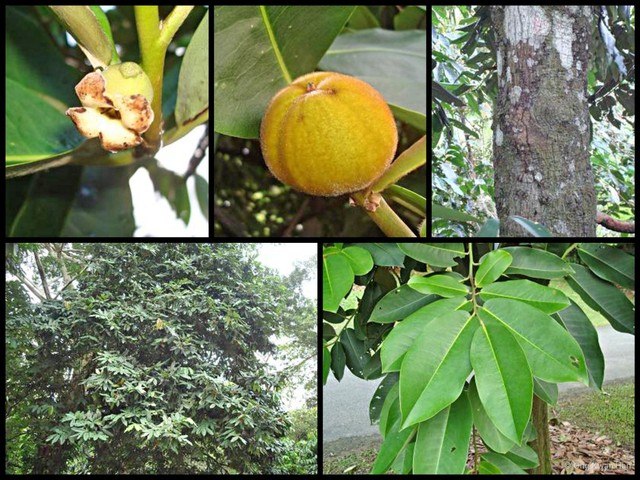 Diospyros discolor•&copy; Ong Kwan Han•All Rights Reserved