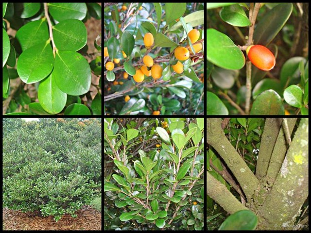 Diospyros ferrea•&copy; Ong Kwan Han•All Rights Reserved