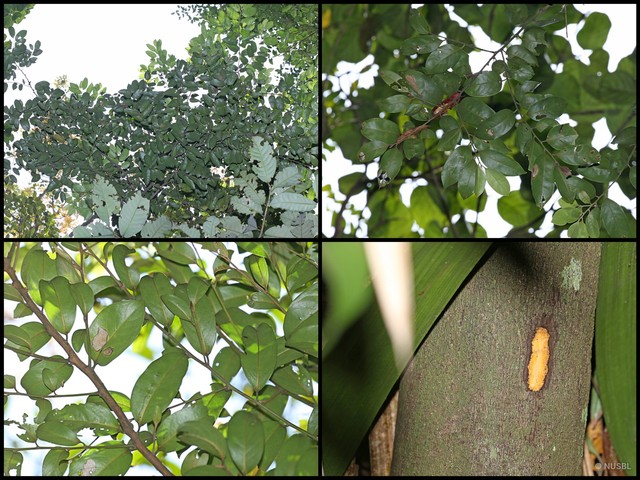 Diospyros lanceifolia•&copy; NUSBL•All Rights Reserved