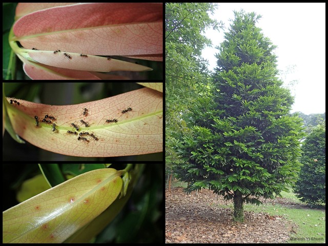 Diospyros malabarica•&copy; Yeoh Yi Shuen•All Rights Reserved