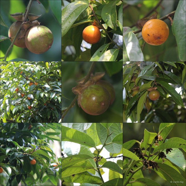 Diospyros oblonga•&copy; Cerlin Ng•All Rights Reserved