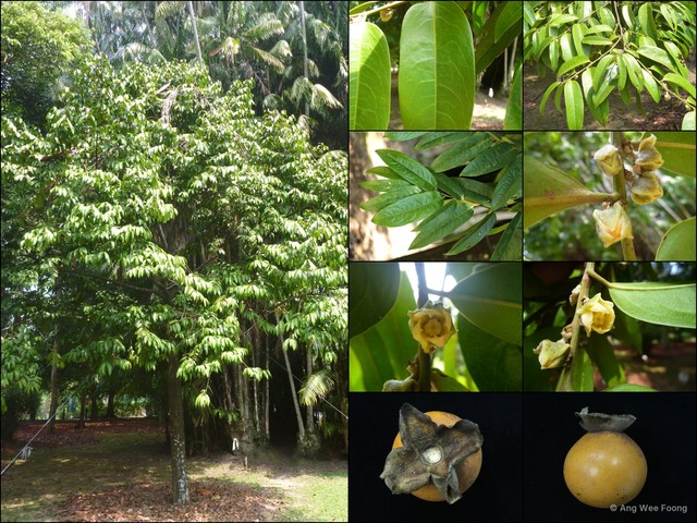 Diospyros pilosanthera var. oblonga•&copy; Ang Wee Foong•All Rights Reserved