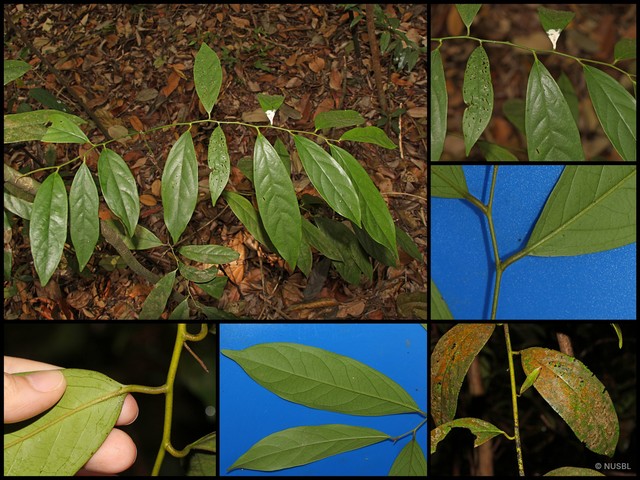 Diospyros styraciformis•&copy; NUSBL•All Rights Reserved