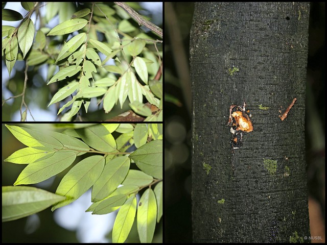 Diospyros subrhomboidea•&copy; NUSBL•All Rights Reserved