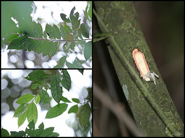 Diospyros sumatrana•&copy; NUSBL•All Rights Reserved