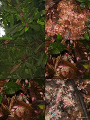 Barringtonia macrostachya (Jack) Kurz
