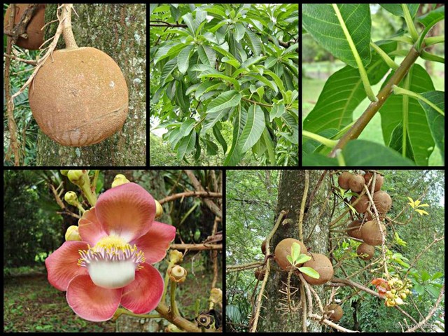 Couroupita guianensis•&copy; Ong Kwan Han•All Rights Reserved