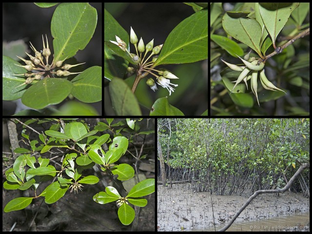 Aegiceras corniculatum•&copy; Ria Tan•All Rights Reserved