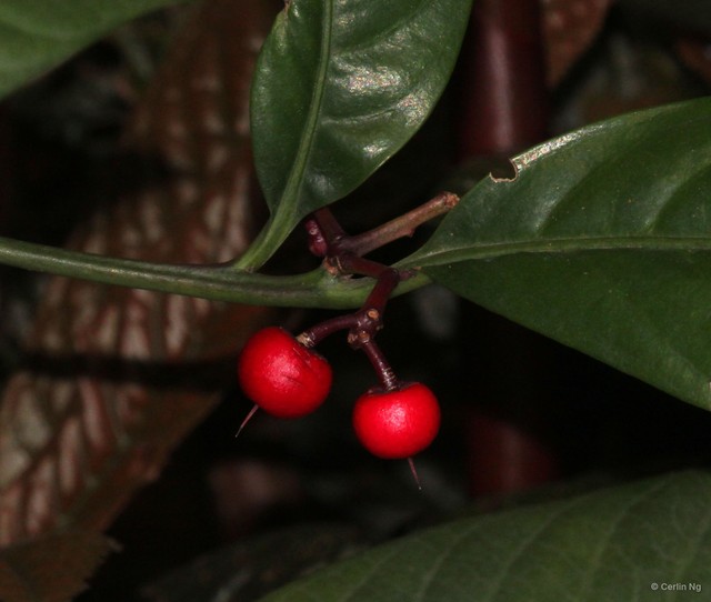 Ardisia comosa•&copy; Cerlin Ng•All Rights Reserved