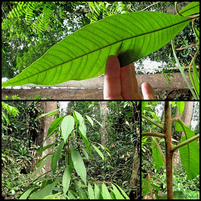 Ardisia complanata•&copy; Tony O'Dempsey•All Rights Reserved