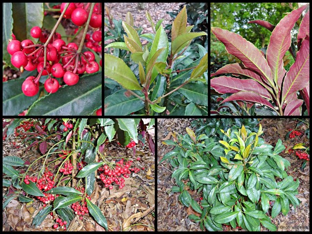 Ardisia crenata•&copy; Ong Kwan Han•All Rights Reserved
