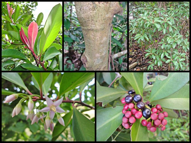 Ardisia elliptica•&copy; Ong Kwan Han•All Rights Reserved