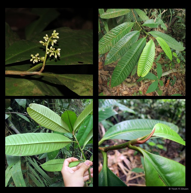 Ardisia wallichii•&copy; Yeoh Yi Shuen•All Rights Reserved