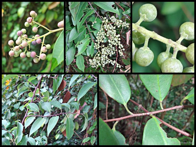 Embelia ribes•&copy; Ong Kwan Han•All Rights Reserved