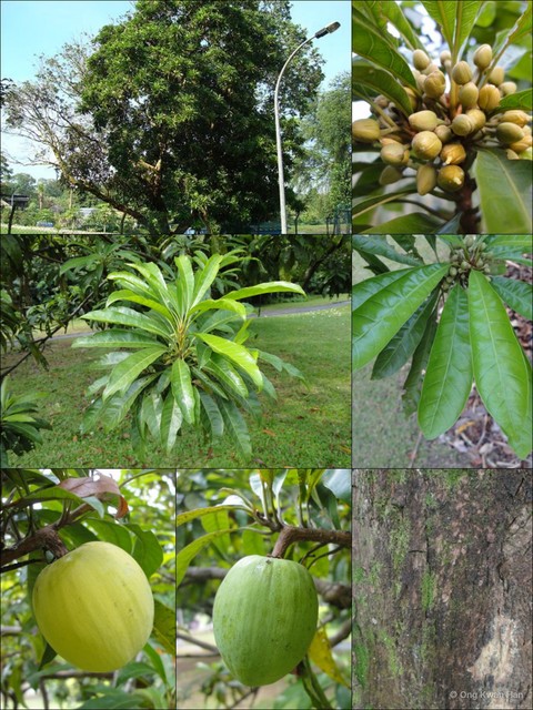 Lucuma campechiana•&copy; Ong Kwan Han•All Rights Reserved