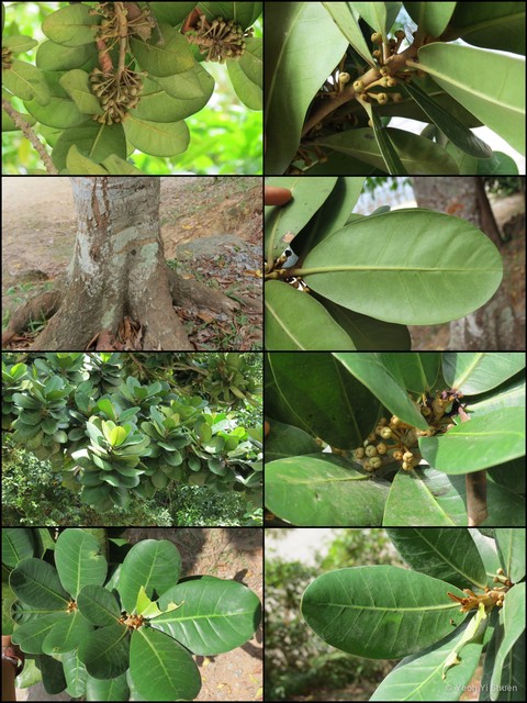 Mimusops balata•&copy; Yeoh Yi Shuen•All Rights Reserved
