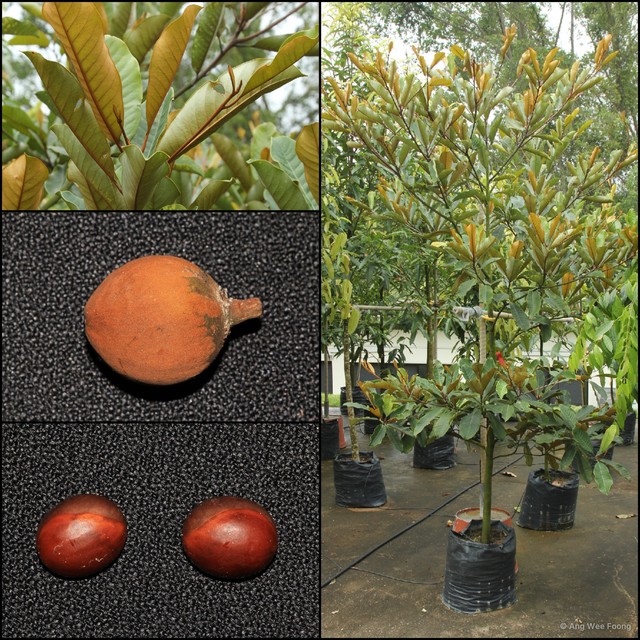 Palaquium gutta•&copy; Ang Wee Foong•All Rights Reserved