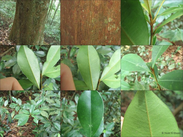 Palaquium microphyllum•&copy; Yeoh Yi Shuen•All Rights Reserved
