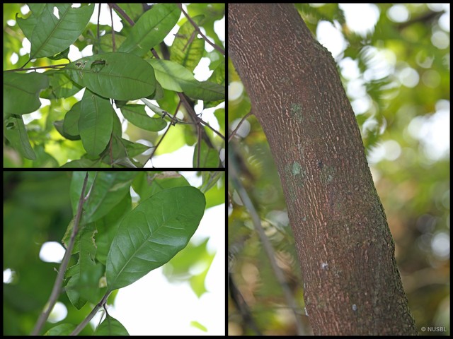Planchonella obovata•&copy; NUSBL•All Rights Reserved
