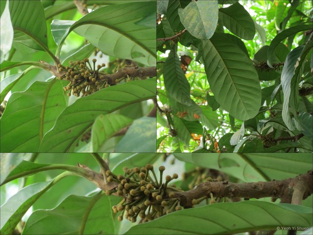 Pouteria malaccensis•&copy; Yeoh Yi Shuen•All Rights Reserved