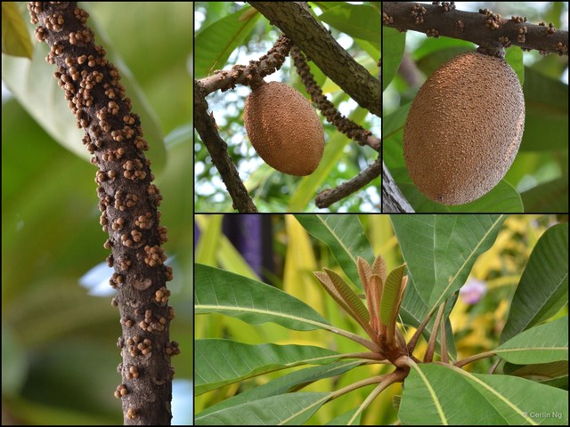Pouteria sapota•&copy; Cerlin Ng•All Rights Reserved