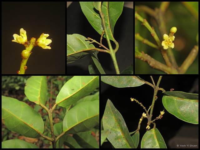 Sarcosperma paniculatum•&copy; Yeoh Yi Shuen•All Rights Reserved