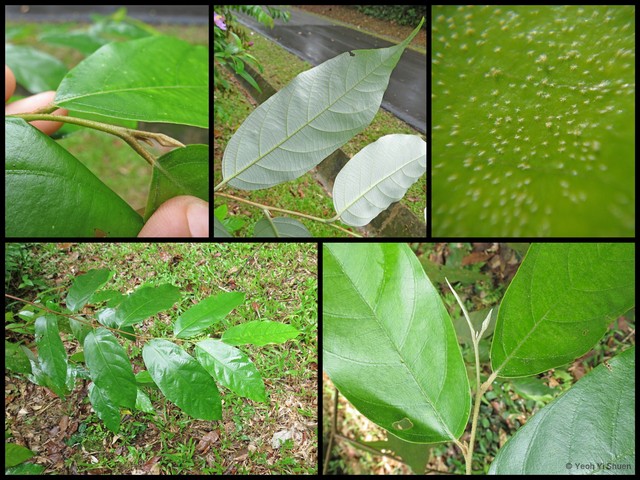 Styrax benzoin var. benzoin•&copy; Yeoh Yi Shuen•All Rights Reserved
