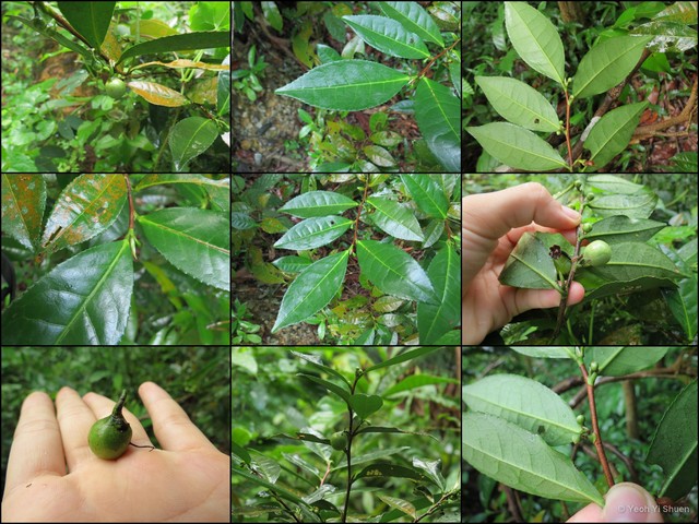 Camellia sinensis•&copy; Yeoh Yi Shuen•All Rights Reserved