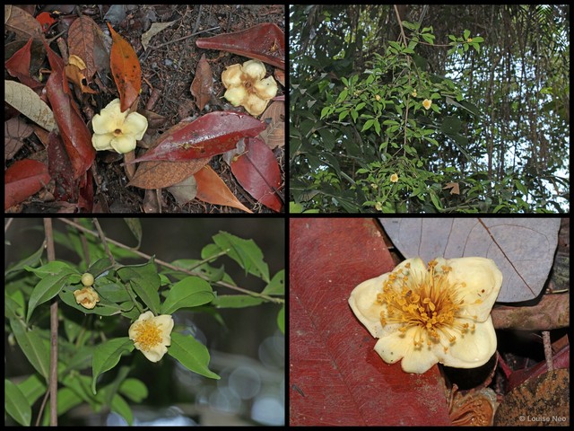 Polyspora penangensis•&copy; Louise Neo•All Rights Reserved
