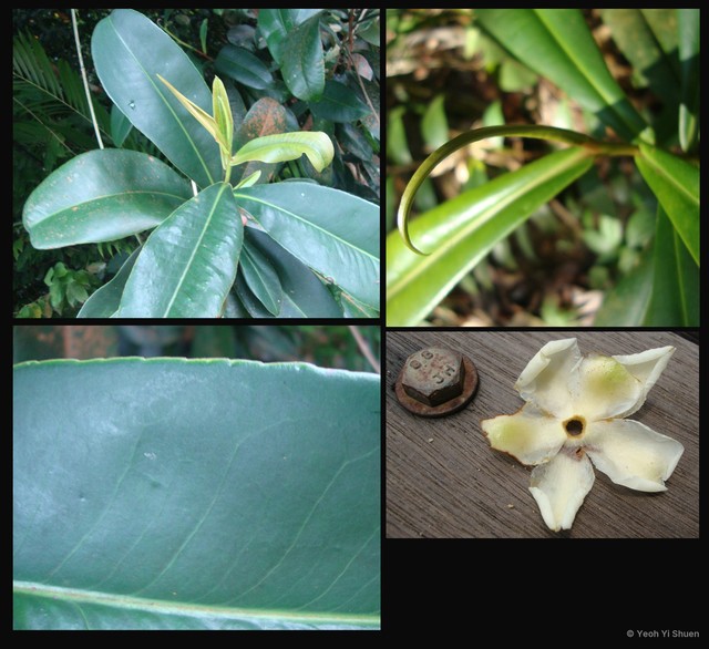 Polyspora singaporeana•&copy; Yeoh Yi Shuen•All Rights Reserved
