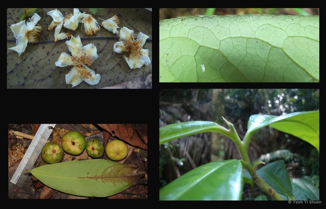 Pyrenaria acuminata•&copy; Yeoh Yi Shuen•All Rights Reserved
