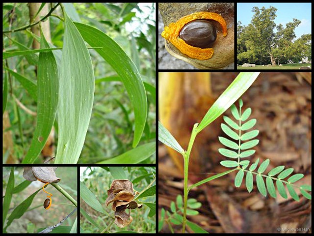 Acacia (Juliflorae) auriculiformis•&copy; Ong Kwan Han•All Rights Reserved