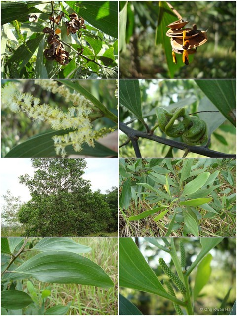 Acacia (Juliflorae) mangium•&copy; Ong Kwan Han•All Rights Reserved