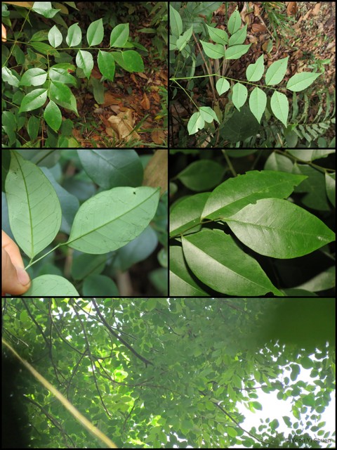 Adenanthera malayana•&copy; Yeoh Yi Shuen•All Rights Reserved
