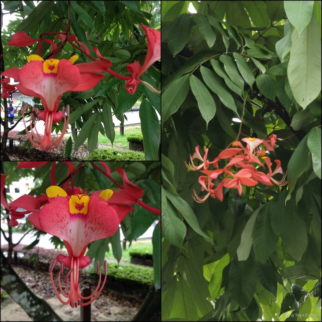 Amherstia nobilis•&copy; Ang Wee Foong•All Rights Reserved