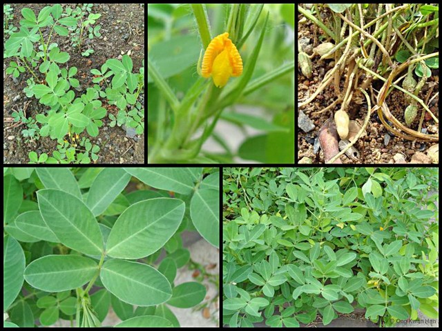 Arachis hypogaea•&copy; Ong Kwan Han•All Rights Reserved