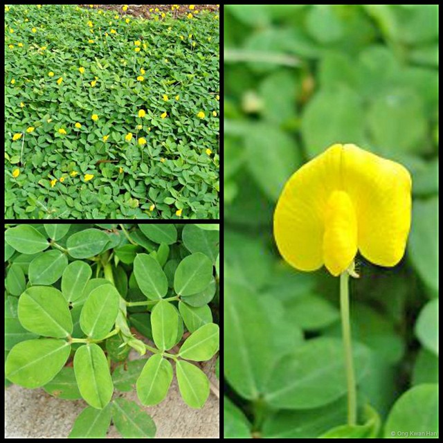 Arachis pintoi•&copy; Ong Kwan Han•All Rights Reserved