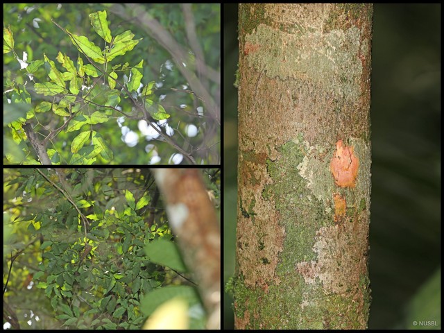 Archidendron microcarpum•&copy; NUSBL•All Rights Reserved