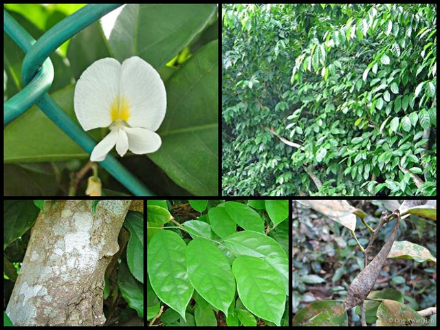 Baphia nitida•&copy; Ong Kwan Han•All Rights Reserved