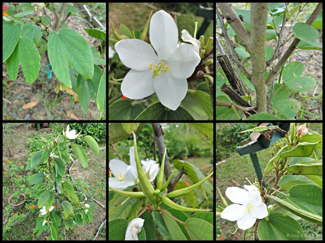 Bauhinia acuminata•&copy; Ong Kwan Han•All Rights Reserved