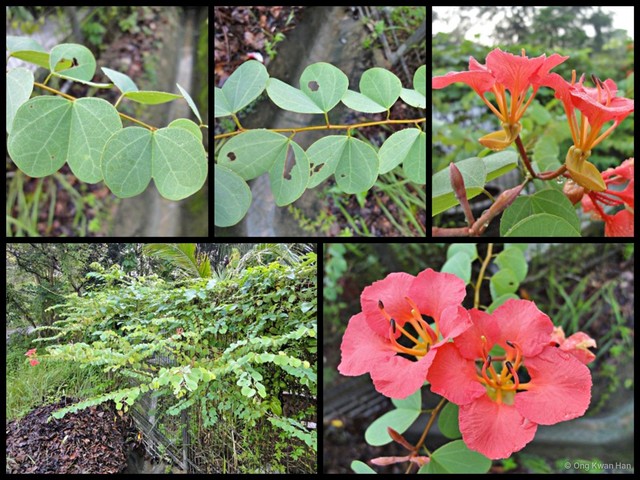 Bauhinia galpinii•&copy; Ong Kwan Han•All Rights Reserved