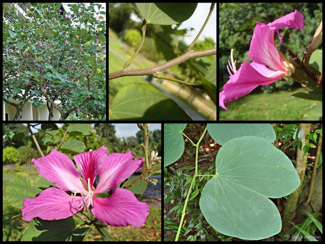 Bauhinia purpurea•&copy; Ong Kwan Han•All Rights Reserved