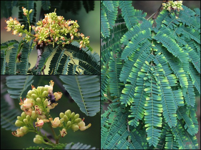 Caesalpinia coriaria•&copy; Cerlin Ng•All Rights Reserved