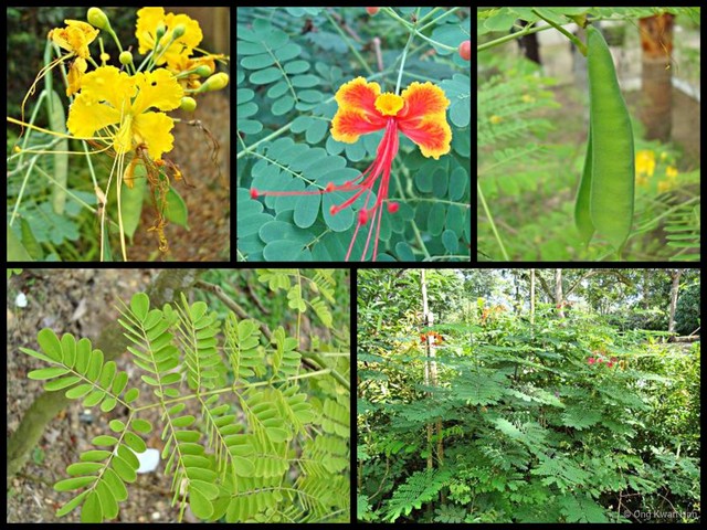 Caesalpinia pulcherrima•&copy; Ong Kwan Han•All Rights Reserved