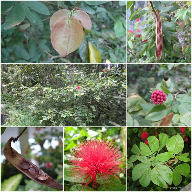 Calliandra tergemina var. emarginata•&copy; Ong Kwan Han•All Rights Reserved