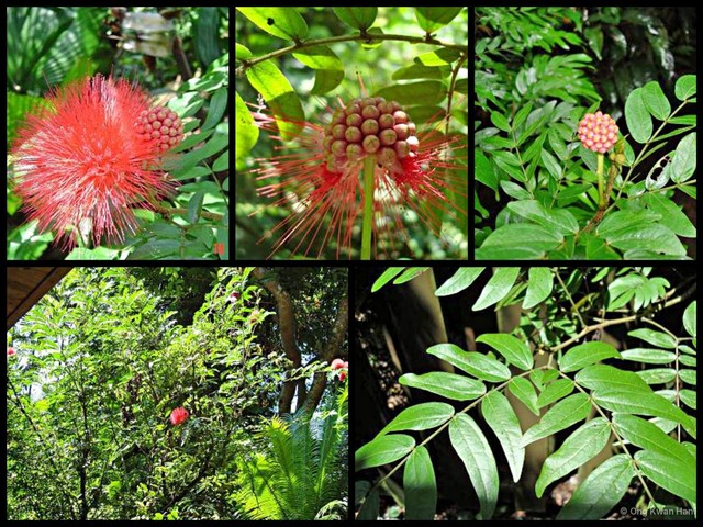 Calliandra haematocephala•&copy; Ong Kwan Han•All Rights Reserved